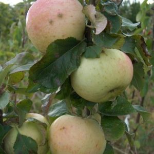 Apple Rev w wilks