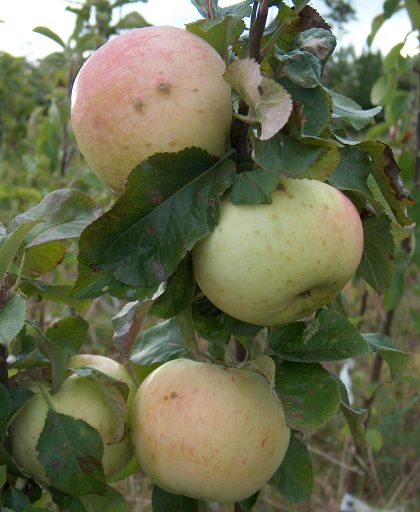Apple Rev w wilks