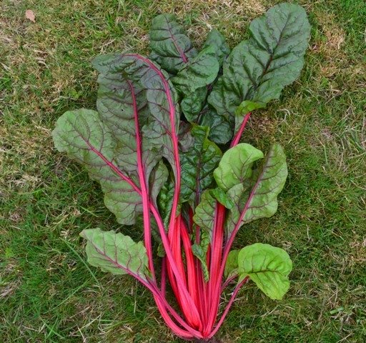 Rhubarb Chard