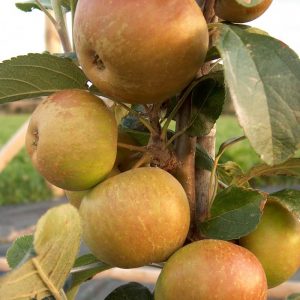 Apple Rosemary Russet
