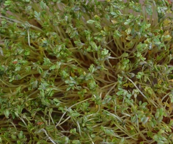 Sprouting Cress