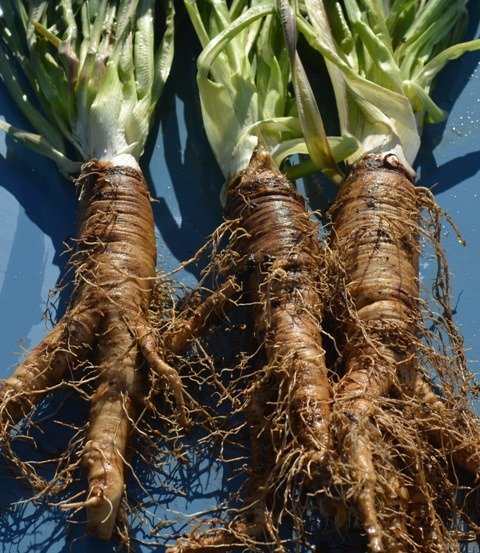 Salsify