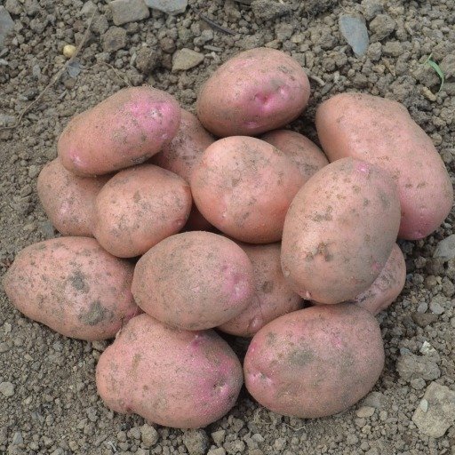 Seed Potato Sarpo Mira