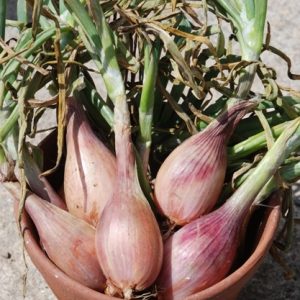 SHALLOT SETS