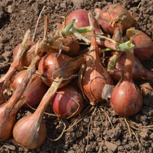 Shallot Meloine