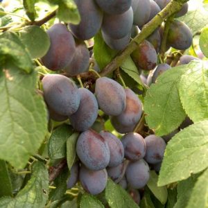 Shropshire Prune