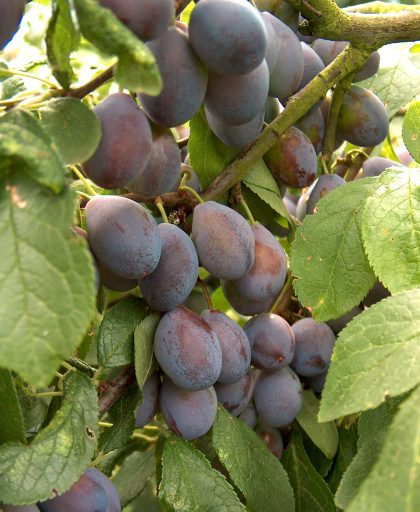 Shropshire Prune