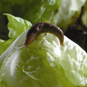 Pest Control