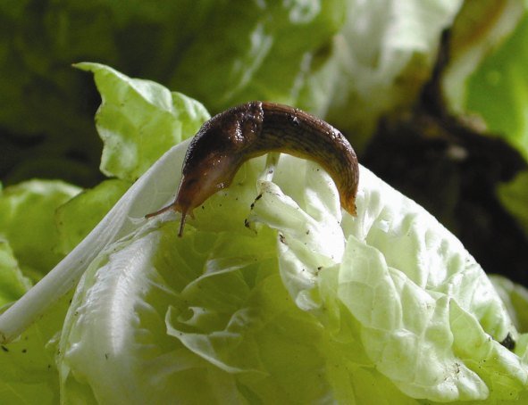 Slug Control