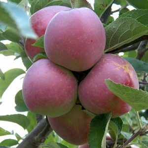 Apple Spartan
