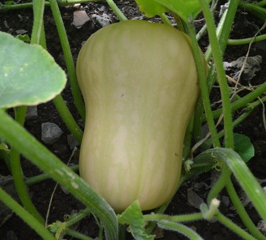 Squash Butternut