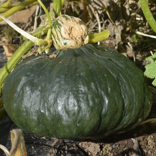 Squash Marina Di Chioggia