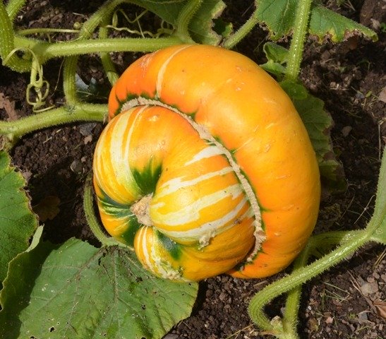Squash Turks Turban