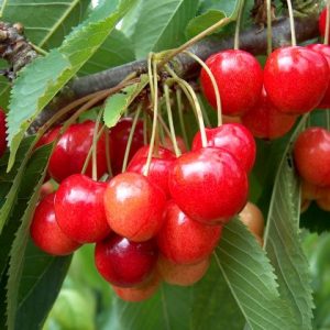 Cherry Stella