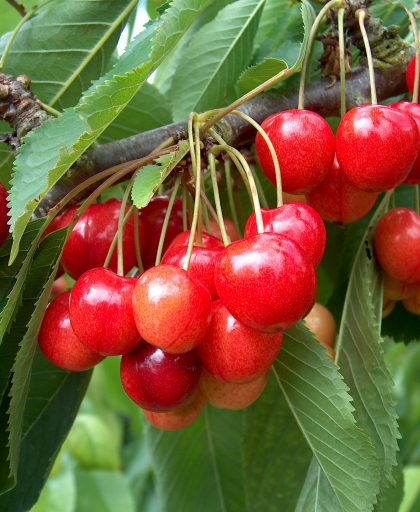 Cherry Stella