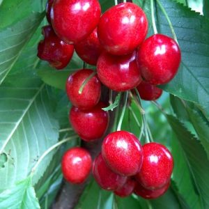 Cherry Summersun