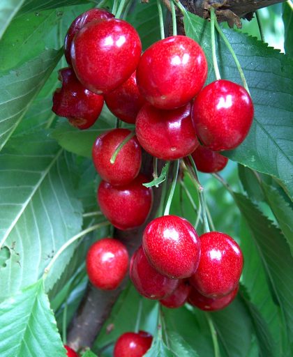 Cherry Summersun