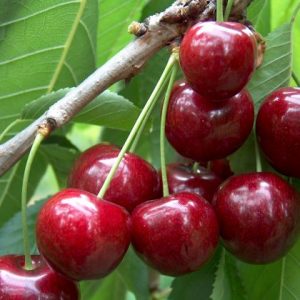 CHERRY TREES