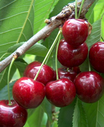 Cherry Sunburst