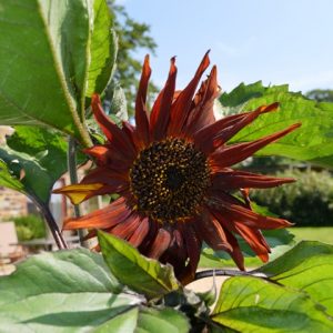 Sunflower Velvet Queen