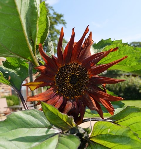 Sunflower Velvet Queen
