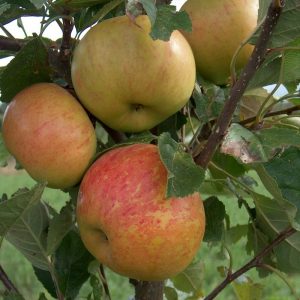 Apple Sunset