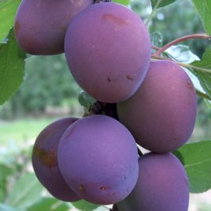 PLUM TREES