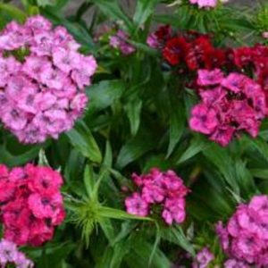Sweet William Mix