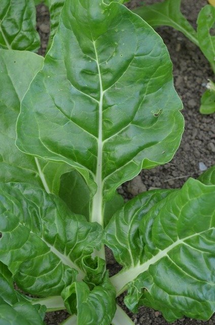 Swiss Chard