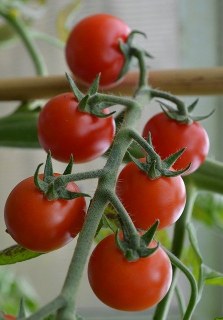 Tomato Sakura