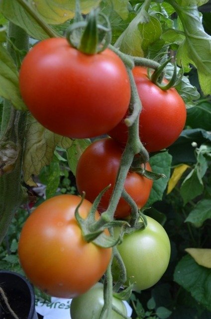 Tomato Sparta F1