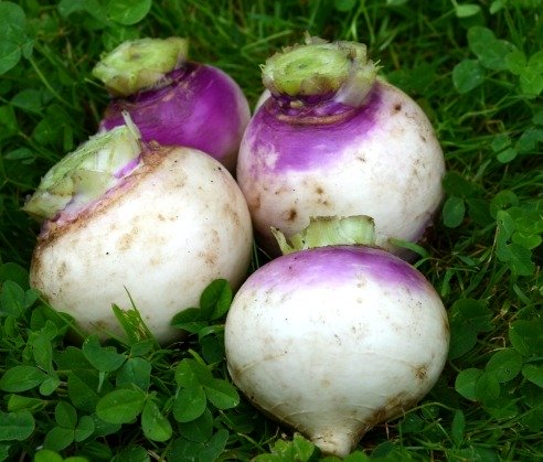 Turnip White Globe