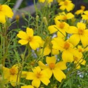 Tagetes Yellow