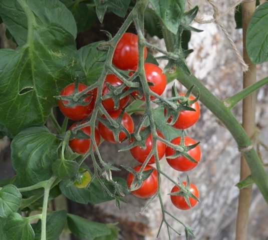 Tomato Bartelly F1