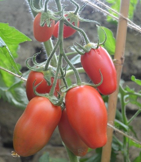 Tomato Pozzano F1