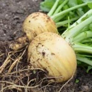 Turnip Goldana