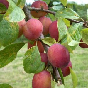 Plum Victoria