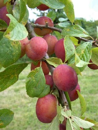 Plum Victoria