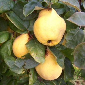 MEDLAR & QUINCE TREES