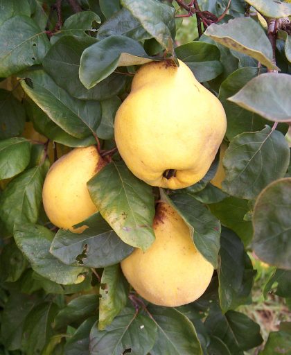Quince Vranja