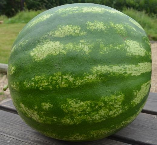 Watermelon Crimson Sweet