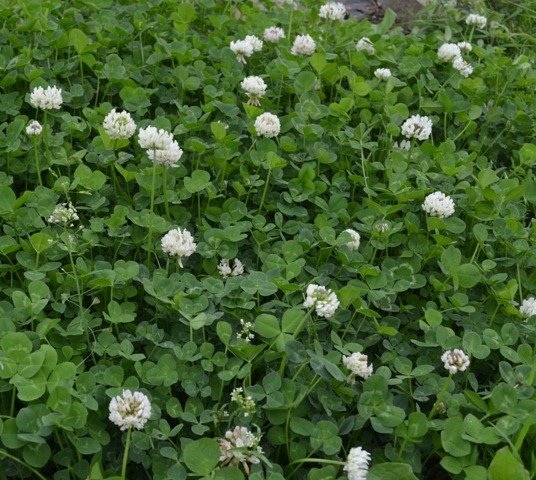 White Clover
