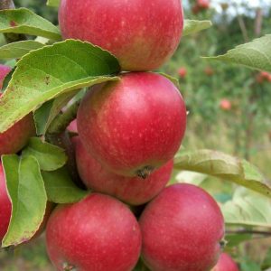 Apple Worcester Pearmain