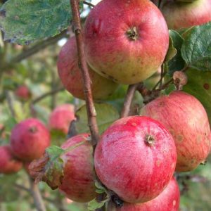 Fruit Trees & Rhubarb suitable for organic production