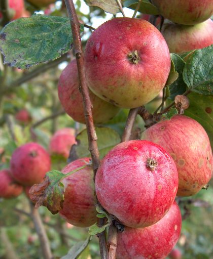 Cider Apple Yarlington Mill