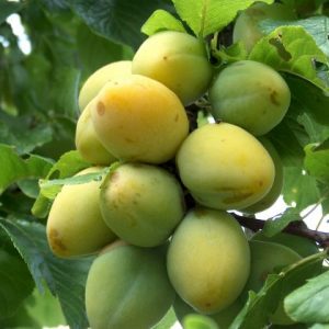 Plum Yellow Egg