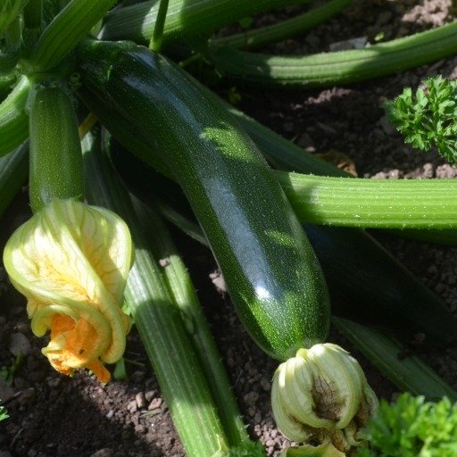 Courgette Zelia F1