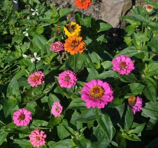 Zinnia Dwarf Mix