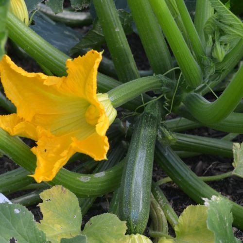Courgette Zuboda