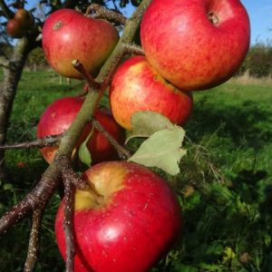 Apple Bountiful